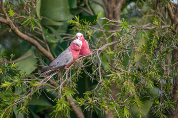 Two Galahs perched in a tree, preening