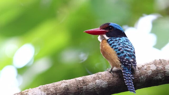 Nature wildlife image of Male Banded kingfisher (Lacedo pulchella) perching on tree branch-Vertical Footage