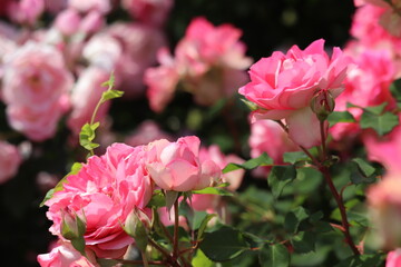 Rose garden