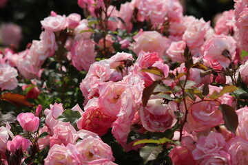 Rose garden
