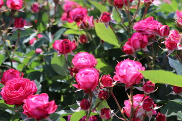 Rose garden