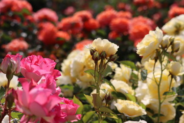 Rose garden