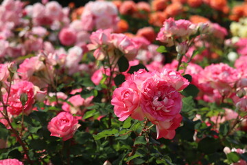 Rose garden