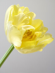 黄色のチューリップの花
