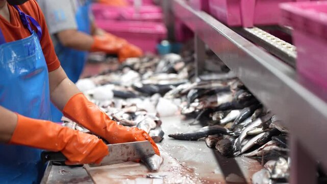 Fresh fish prepared for processing in a clean factory setting on hygiene quality and efficient production workflows. Industrial seafood processing showcasing fresh fish on assembly line on food.