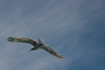 seagull in flight