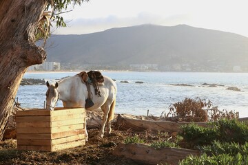 Caballo preparado para cabalgata junto al mar