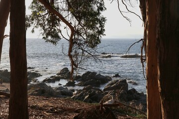 oceano pacifico detras de un biosque de eucaliptus