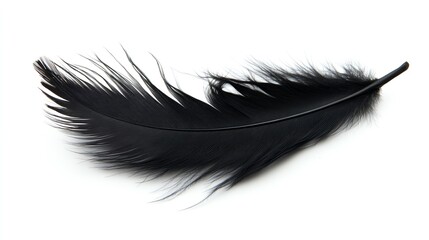 A delicate black feather lying gracefully on a white background, showcasing its intricate textures and shapes.