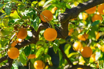 Orangen im Dezember / Sevilla / Spanien / Andalusien