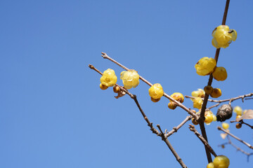 野川公園のソシンロウバイ