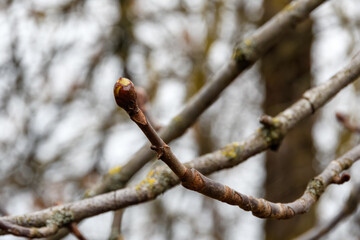 Spring budding, chestnut twig close-up with a single opening bud at the tip. Bokeh background, abstract pattern of tree crown branches. Natural light on a cloudy day