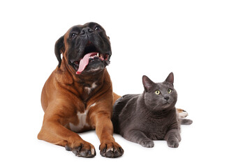 Obraz premium Cute dog and cat lying on white background