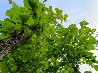 Looking down from the teak tree with dense leaves in the rainy season.