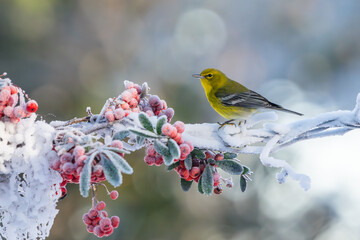 A pine warbler perched on a snow-covered tree branch with red berries
