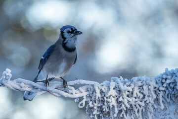 Blue jay perched on snow covered tree branch
