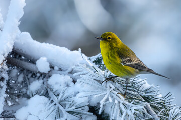 A pine warbler perched on a snow-covered tree branch