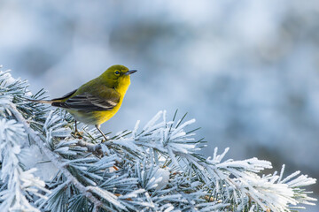 A pine warbler perched on a snow-covered tree branch