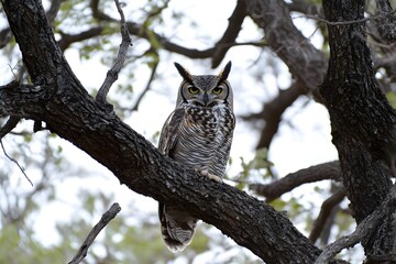 Obraz premium Great Horned Owl Isolated on White Background.