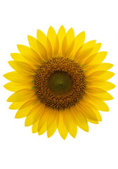 Obraz premium Vibrant Sunflower Bloom Yellow Flower Summer Nature Isolated on White Background