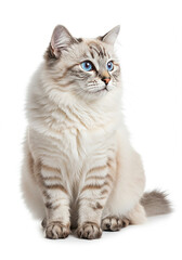 Obraz premium Fluffy Cream Tabby Cat with Striking Blue Eyes Pets Adorable Animals