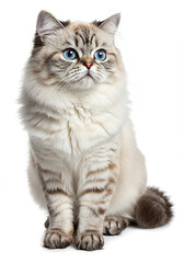 Obraz premium Adorable Fluffy Cat Beautiful Blue Eyes Long Hair Pet Cute Kitten Animal Domestic White Background