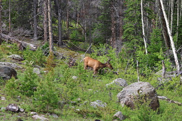 Landscape with mountains in Colorado