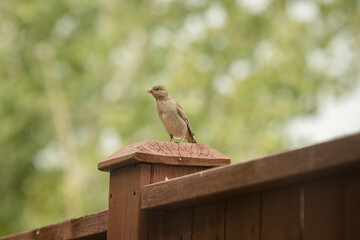 Song sparrows lined up on a fence in summer