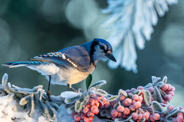 Blue jay perched on a snow-covered tree branch with red berries