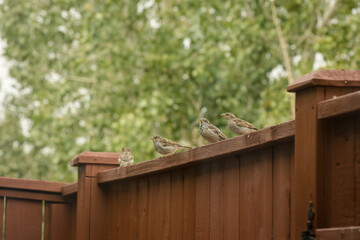 Obraz premium Song sparrows lined up on a fence in summer