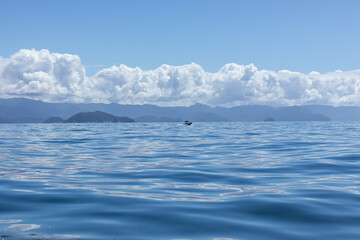 Fototapeta premium in the ocean