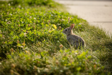 Rabbit sitting on a neighbourhood lawn