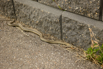 Garter snake on cement walkway