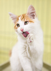 Obraz premium A white kitten with orange tabby markings licking its paw as it grooms itself
