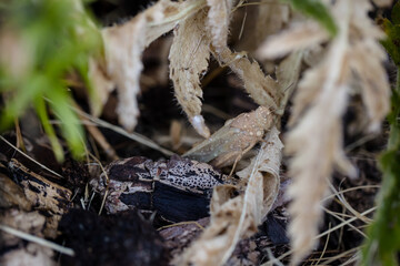 Closeup of brown grasshopper on a leaf