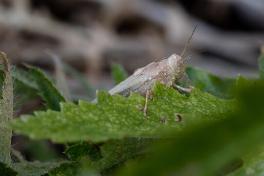 Closeup of brown grasshopper on a leaf