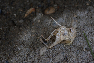 Closeup of brown grasshopper on a leaf