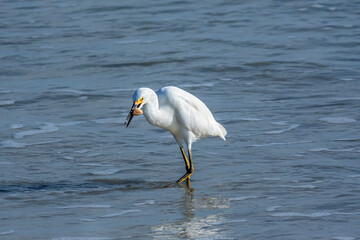 Snowy egret, wading, eating sand crab