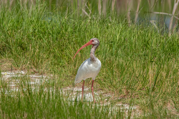 Immature American white Ibis
