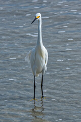 Snowy egret, wading