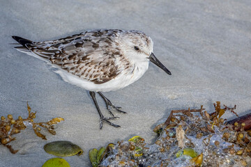 Sanderling on the beach