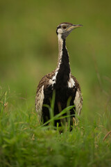 Black-bellied Bustard, Lissotis melanogaster, Tanzania, Africa