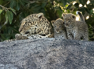 Leopard, Panthera pardus, adult and cub, Tanzania, Africa
