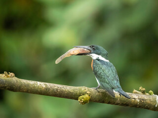 Amazon Kingfisher, Chloroceryle Amazona, Costa Rica, Central America