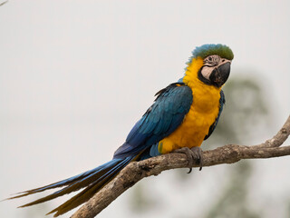 Blue-and-Yellow Macaw, Ara Ararauna, also known as the Blue-and-Gold Macaw, Pantanal, Brazil, South America