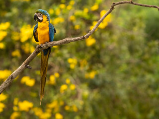 Blue-and-Yellow Macaw, Ara Ararauna, also known as the Blue-and-Gold Macaw, Pantanal, Brazil, South America