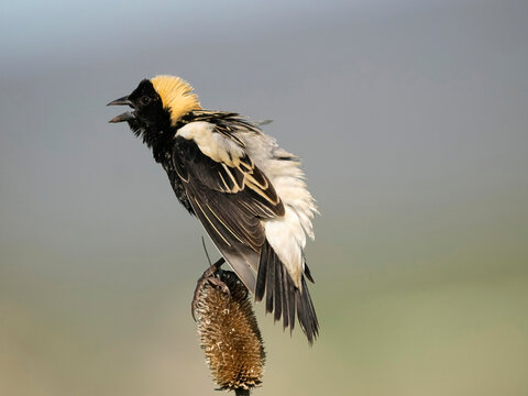 Bobolink, Dolichonyx oryzivorus, Pennsylvania, USA