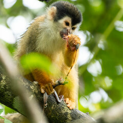 Central American Squirrel Monkey, Saimiri oerstedii, climbing tree, eating frog, Costa Rica, Central America