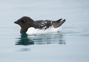 Little Auk or Dovekie, Alle alle, Svalbard, Europe