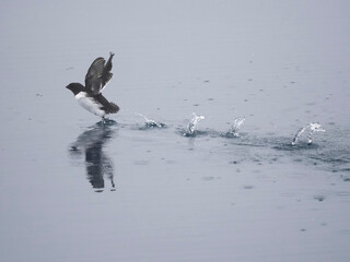 Little Auk or Dovekie, Alle alle, Svalbard, Europe